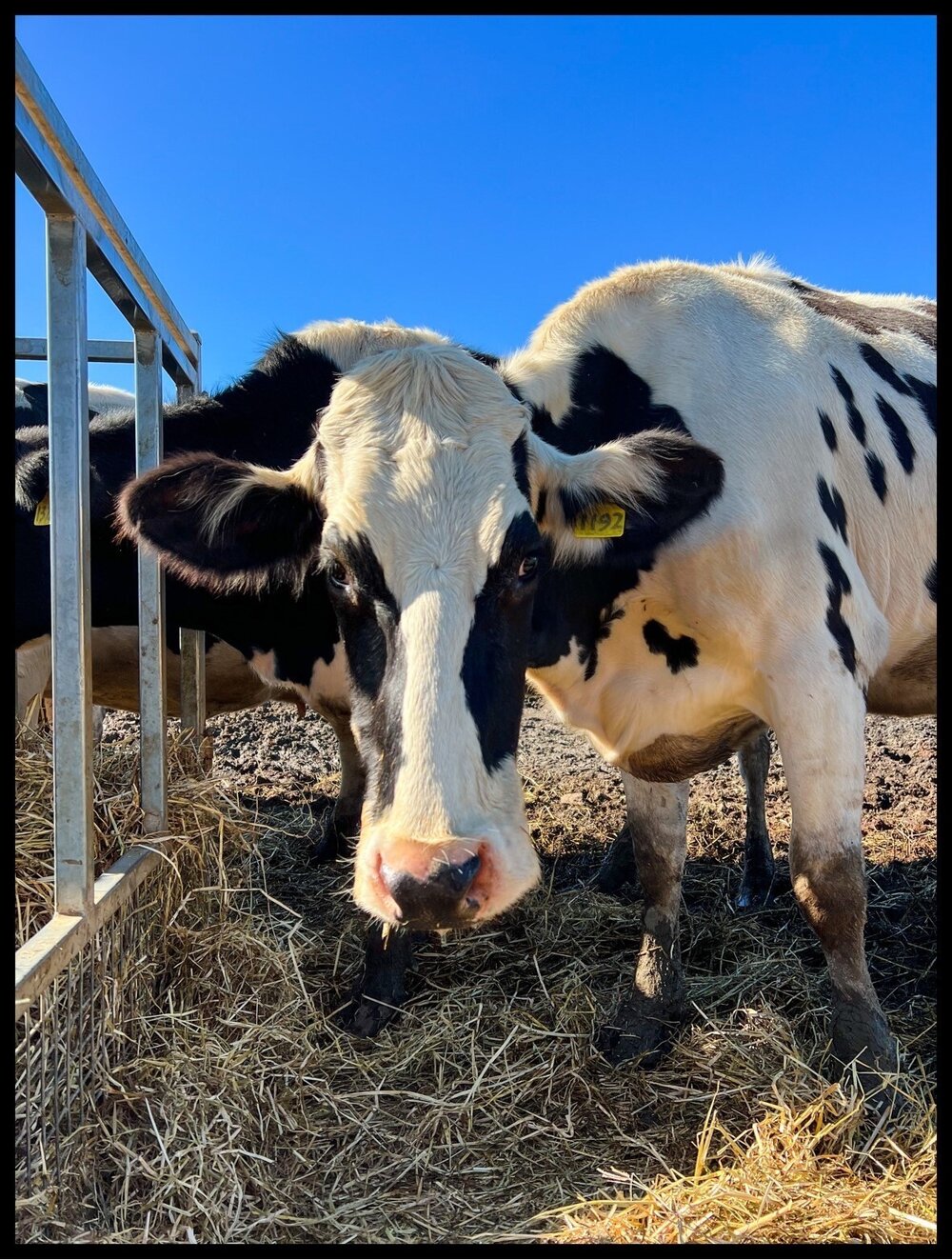 Dunghutti Country (Kempsey, NSW) by Melissa Freeman 