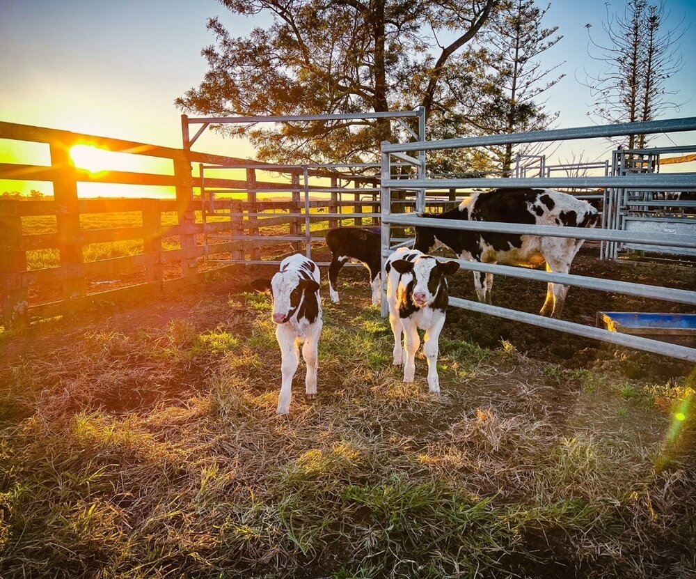 Dunghutti Country (Kempsey, NSW) by Melissa Freeman 
