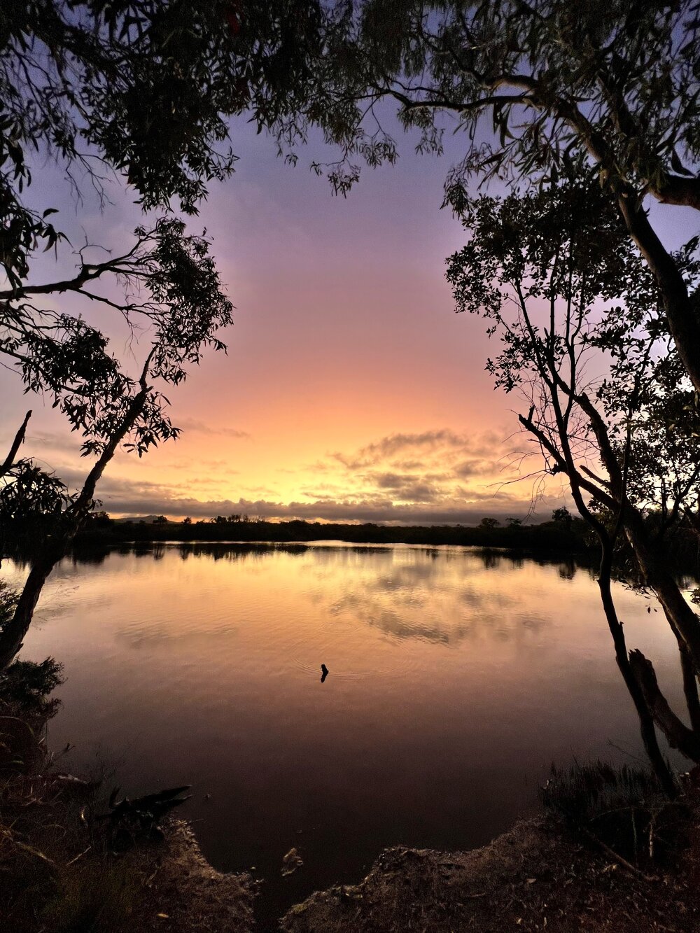 Darumbal Country&nbsp; (Corio Bay, Qld) by Errolyn Moore 