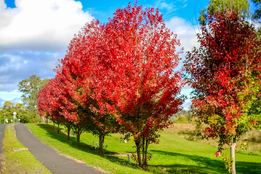 Anaiwan Country  (Armidale, NSW) by Thai Nguyen