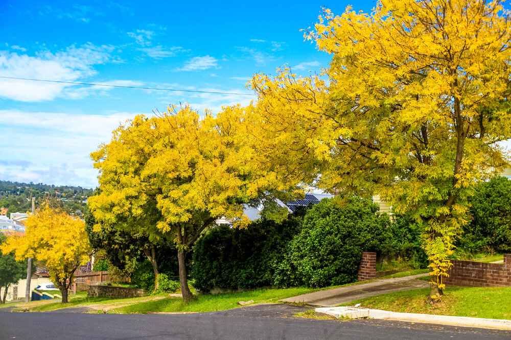 Anaiwan Country  (Armidale, NSW) by Thai Nguyen