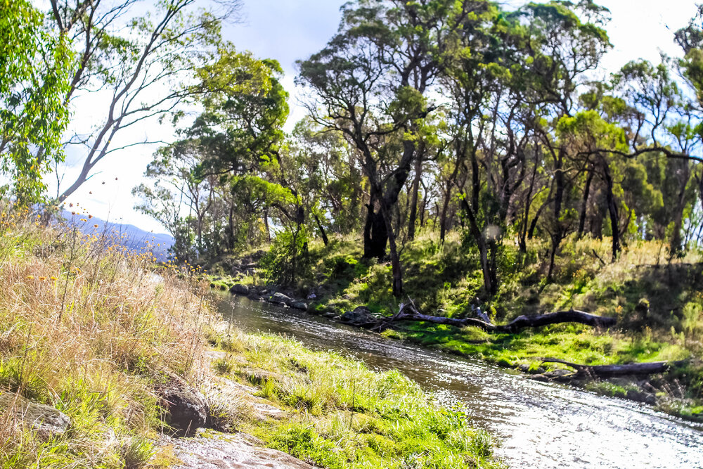 Gumbaynggirr Country (Northern Tablelands, NSW) by Thai Nguyen