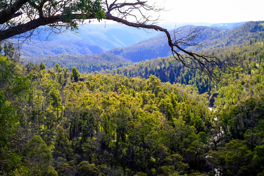 Gumbaynggirr Country (Northern Tablelands, NSW) by Thai Nguyen