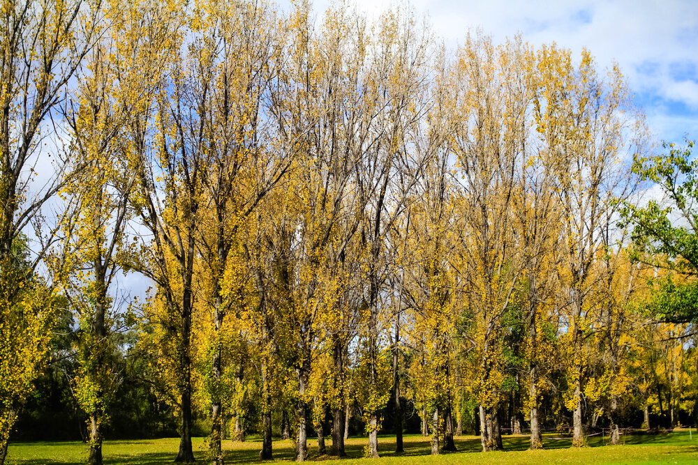Anaiwan Country  (Armidale, NSW) by Thai Nguyen
