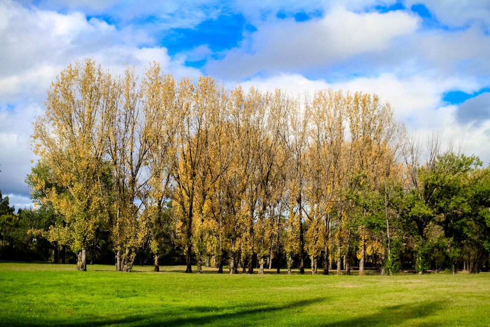 Anaiwan Country  (Armidale, NSW) by Thai Nguyen
