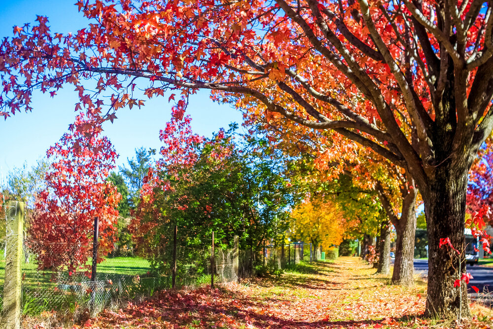 Anaiwan Country  (Armidale, NSW) by Thai Nguyen
