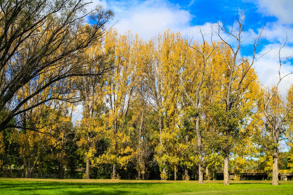 Anaiwan Country  (Armidale, NSW) by Thai Nguyen