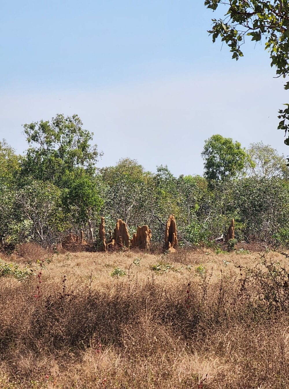 Woolwonga Country (Adelaide River, NT) by Susan Lewis 