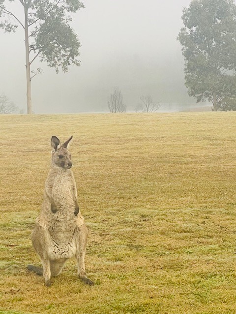 Yuin Country (Broulee Island , NSW) by Hannah Fernie