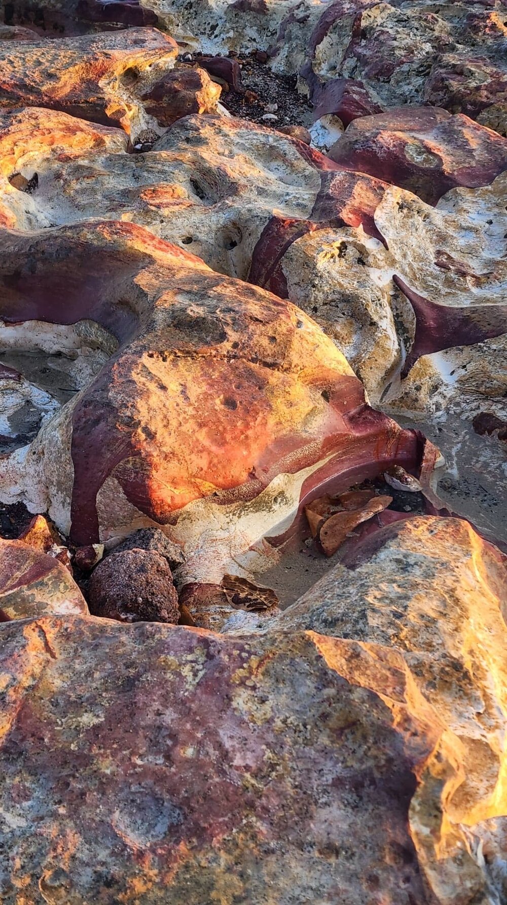 Larrakia Country  (Nightcliff, NT) by Susan Lewis