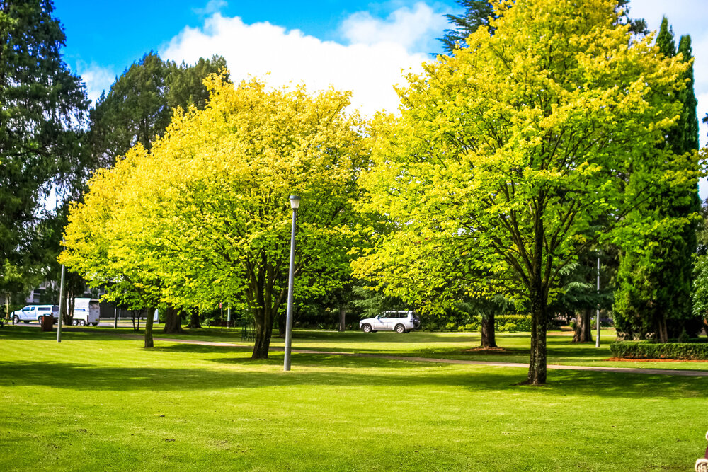 Anaiwan Country  (Armidale, NSW) by Thai Nguyen