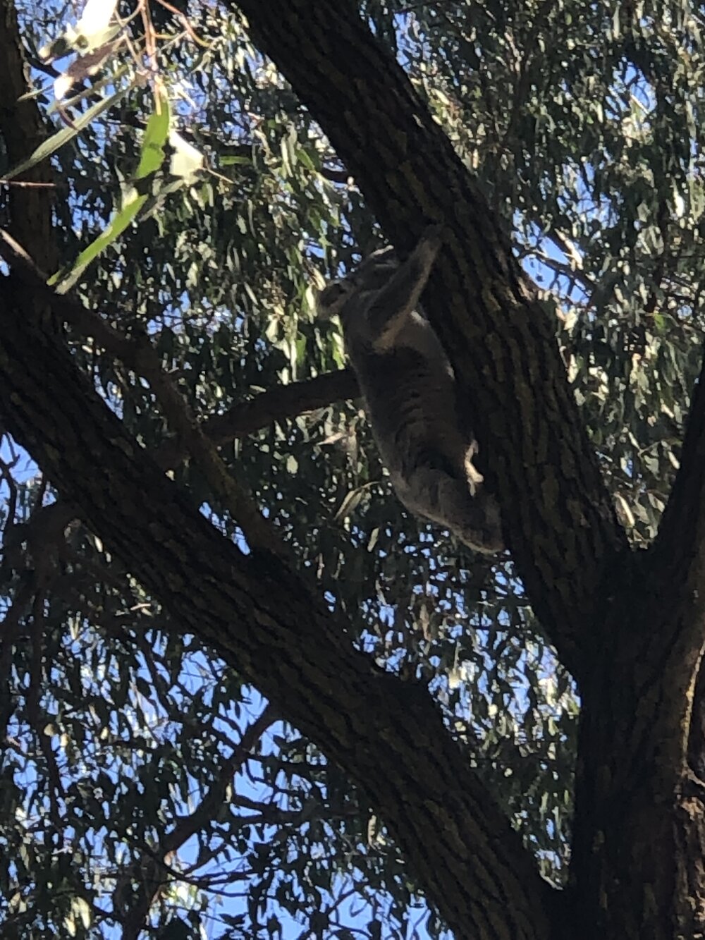 Anaiwan Country  (Armidale, NSW) by Chatarina Gennydd Karandja Hupa Behar