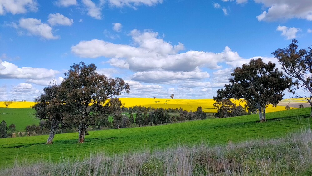 Wiradjuri and Ngunnawal Country (Hilltops, NSW) by Sherelle Hogg&nbsp;