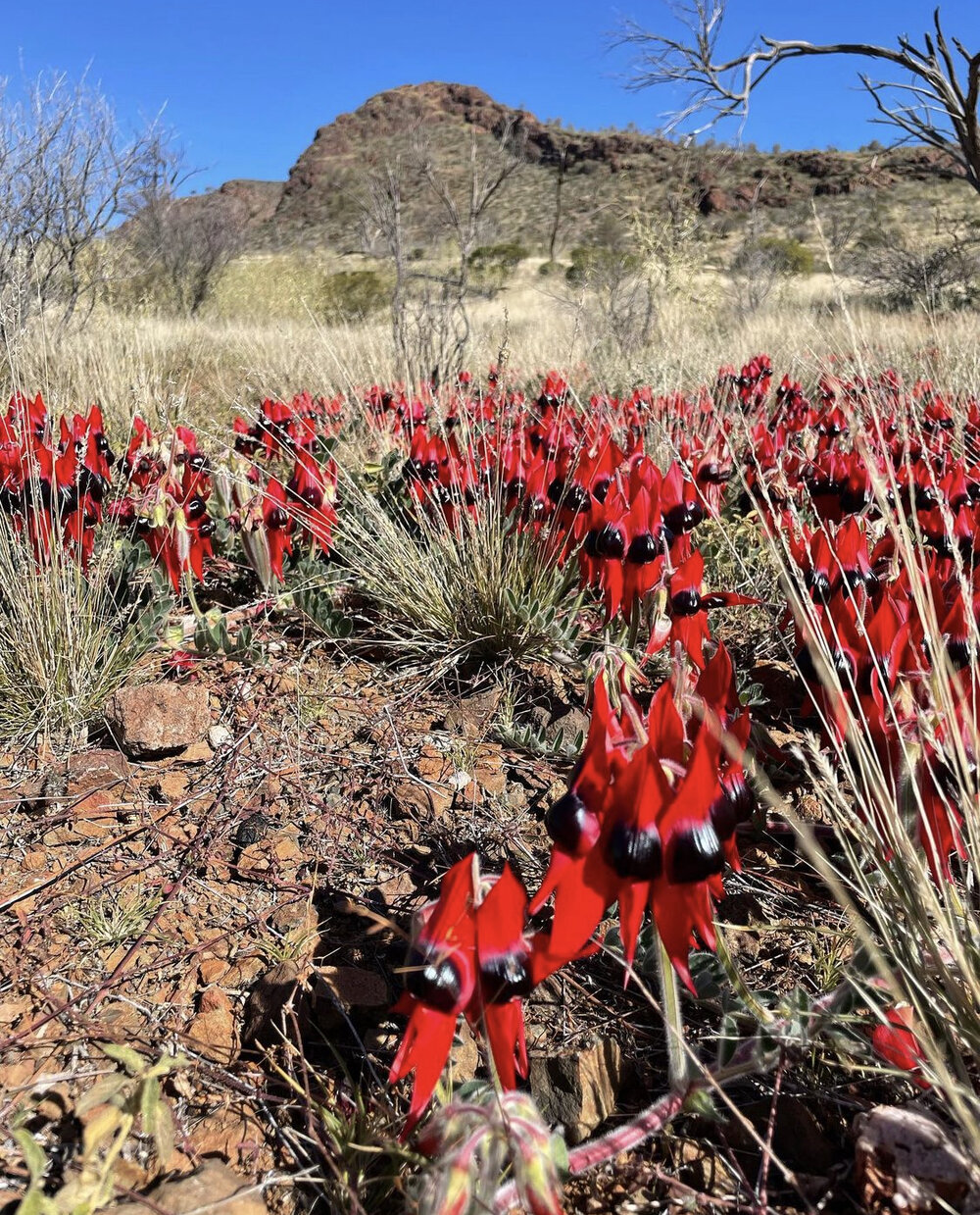 Adnyamathana Country (Flinders Ranges, SA) by Mijanou Reynolds