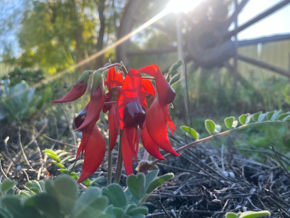 Wiljali Country (, NSW) by Danni Davies