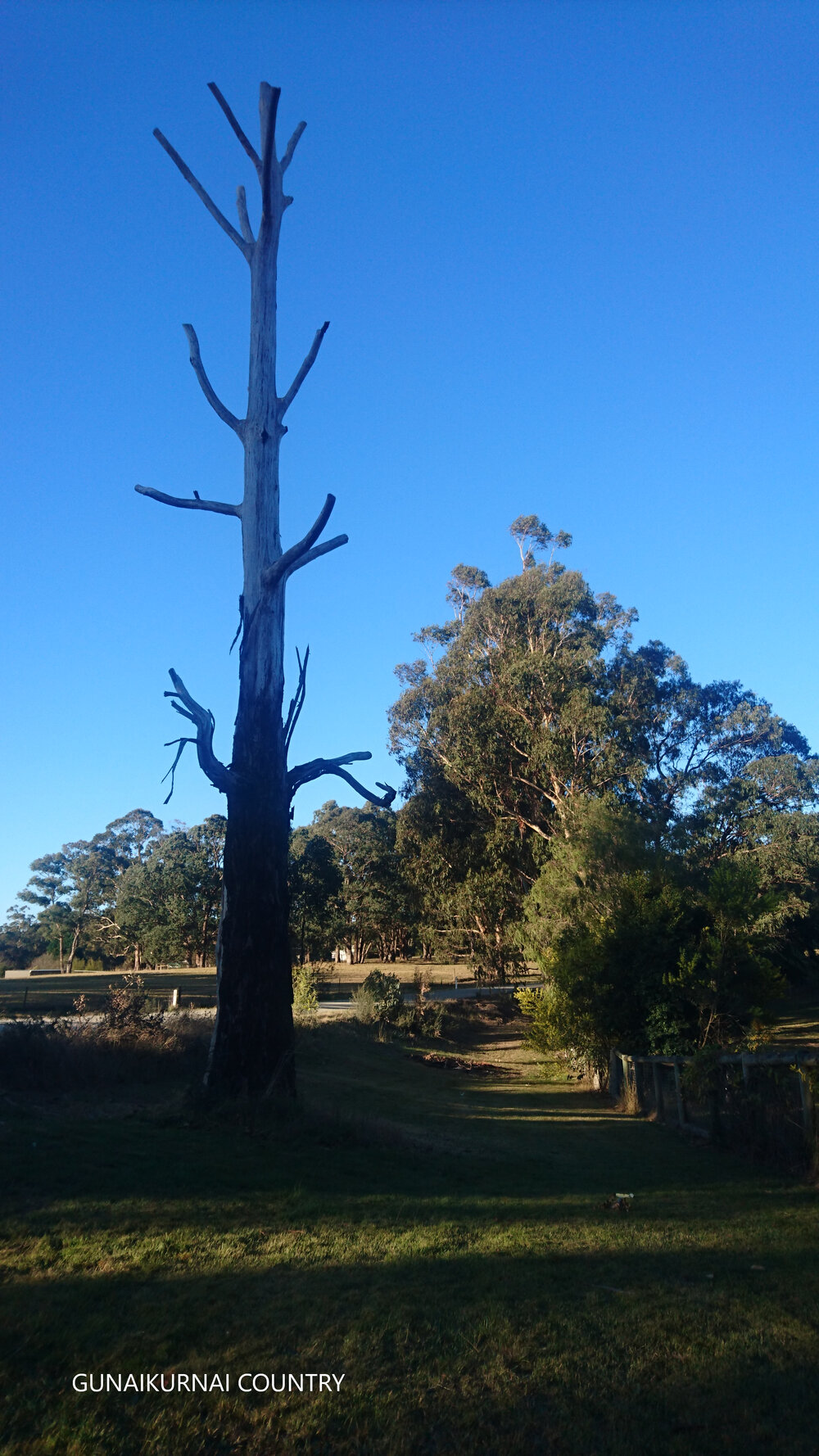 Gunaikurnai Country (East Gippsland, VIC) by Connie Tuck