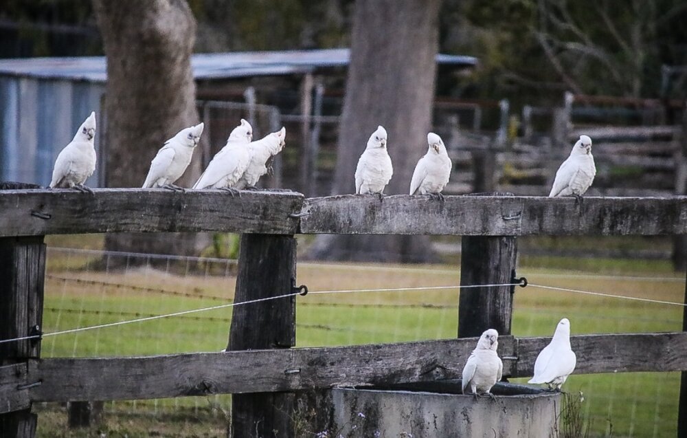 Bundjalung Country (Casino, NSW) by Chloe Simpson