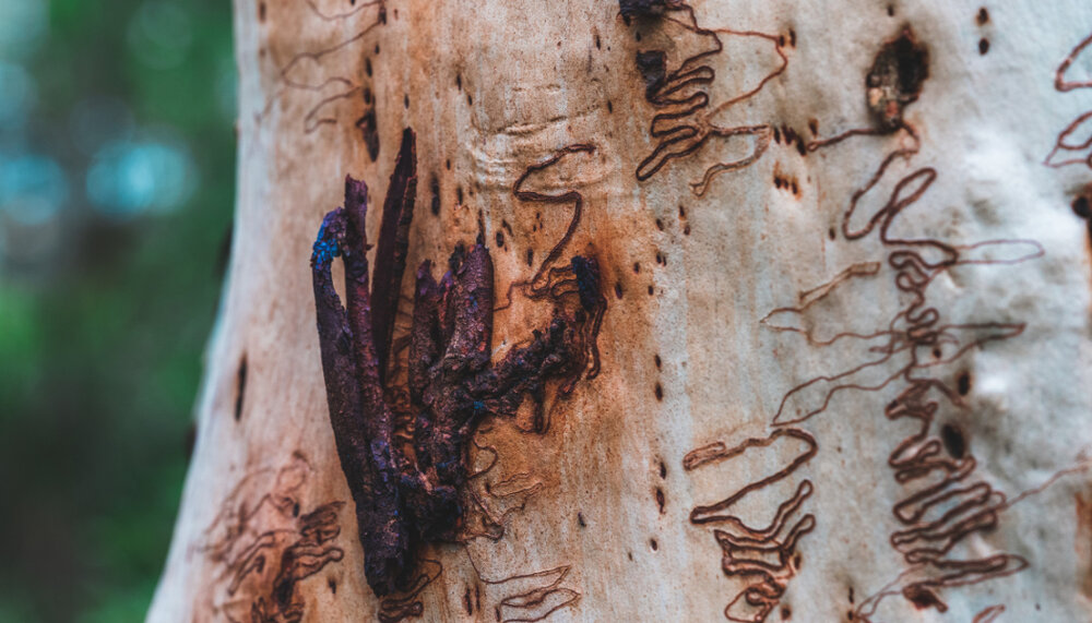 Dharug Country (NSW) by Tess Ezzy