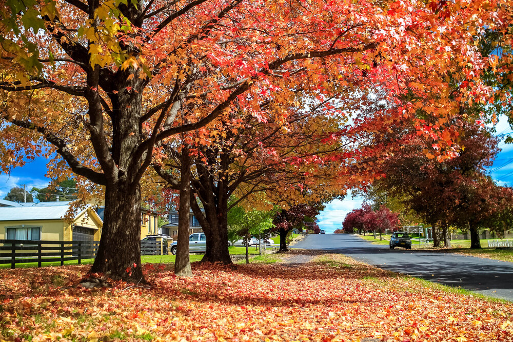 Aniwan Country (Uralla, NSW) by Thai Nguyen