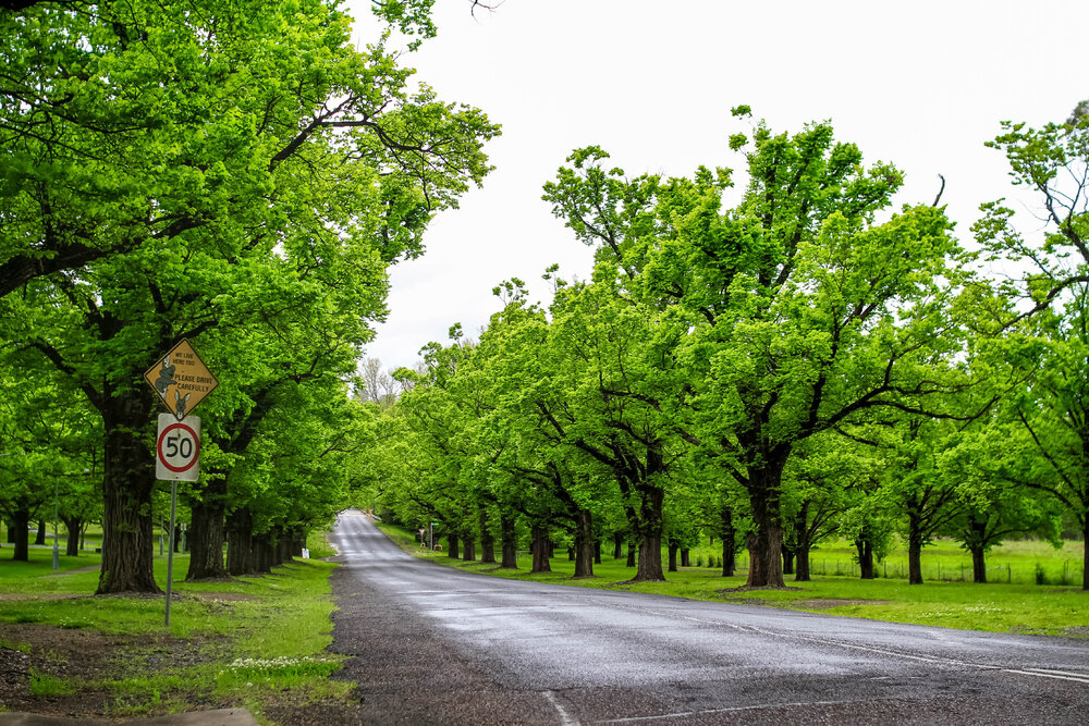 Anaiwan Country (Armidale, NSW) by Thai Nguyen