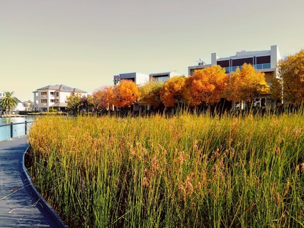 Kaurna Country (Mawson Lakes, SA) by Johhny Law