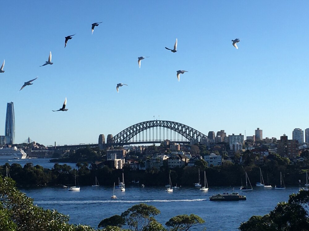 Cammeraygal Country and Borogegal Country (Mosman, NSW)  by Louise de Freitas