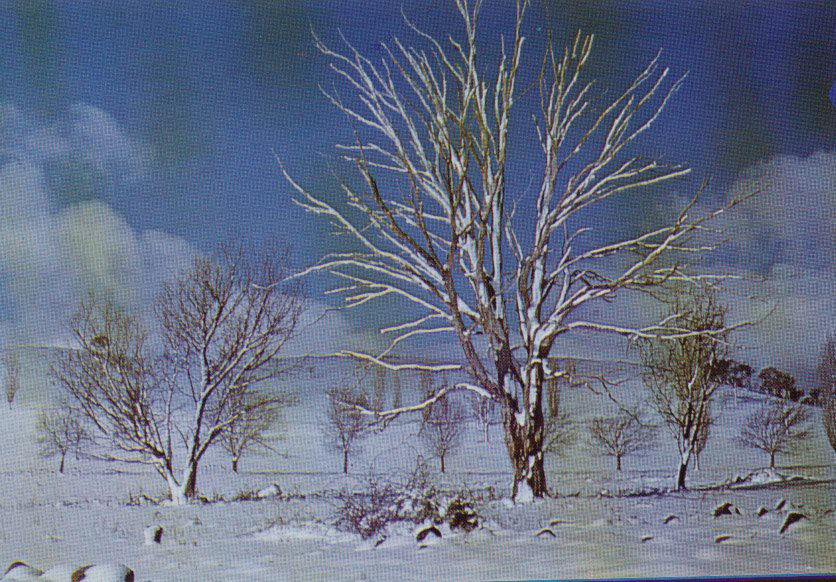 Snow scene, New England, NSW