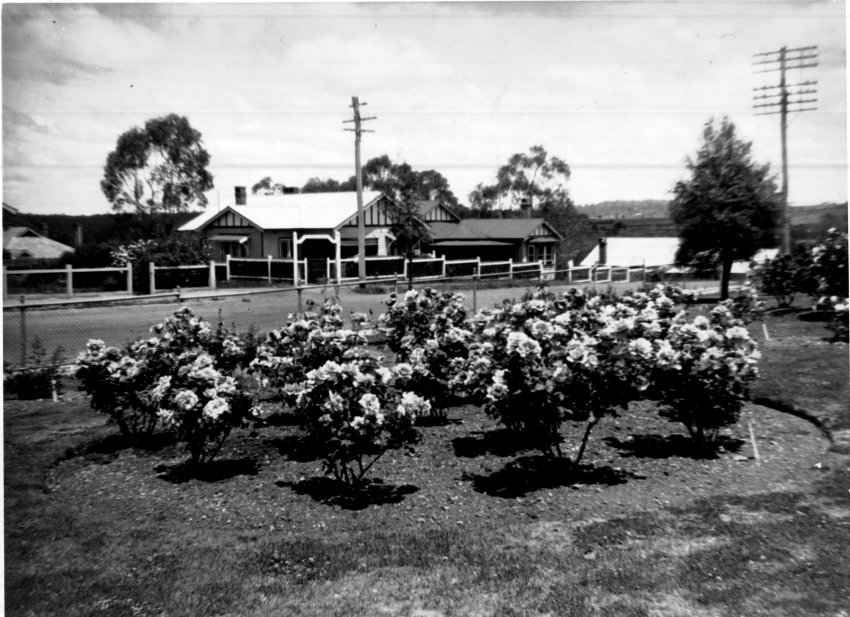 Armidale Teachers' College: Rose garden, looking east towards Faulkner Street, c. 1940