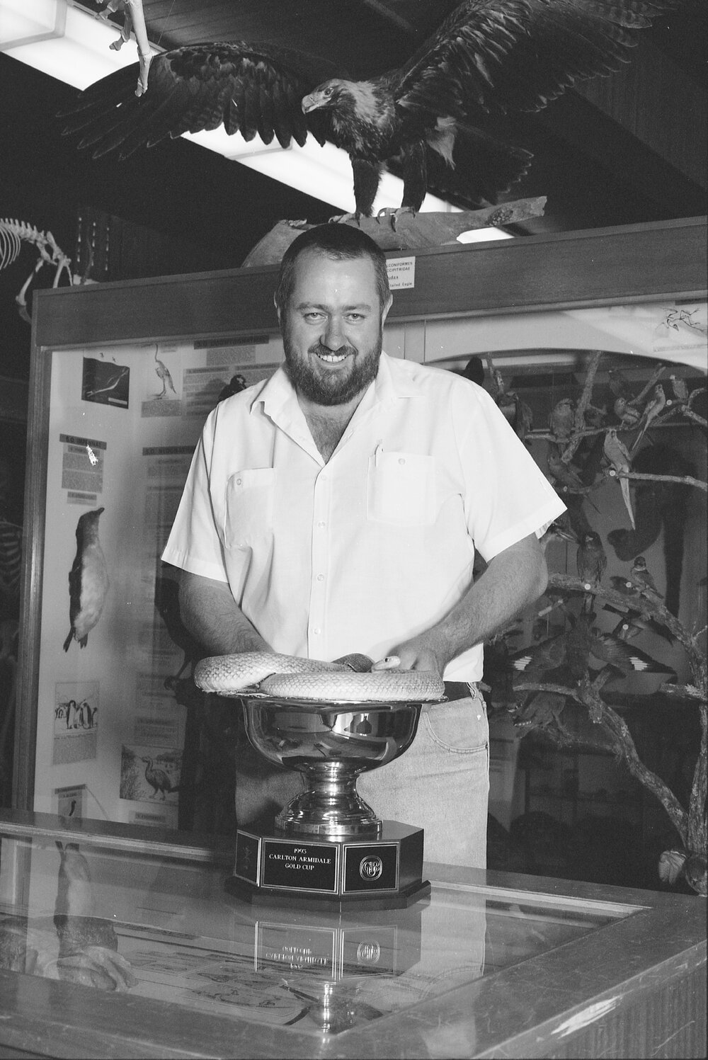 Unidentified man with snake in Armidale Gold Cup trophy, University of New England Natural History Museum, 1993