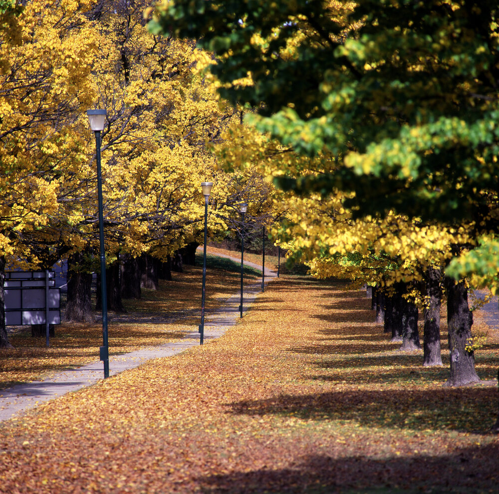 Elm Avenue, UNE, Autumn 1999