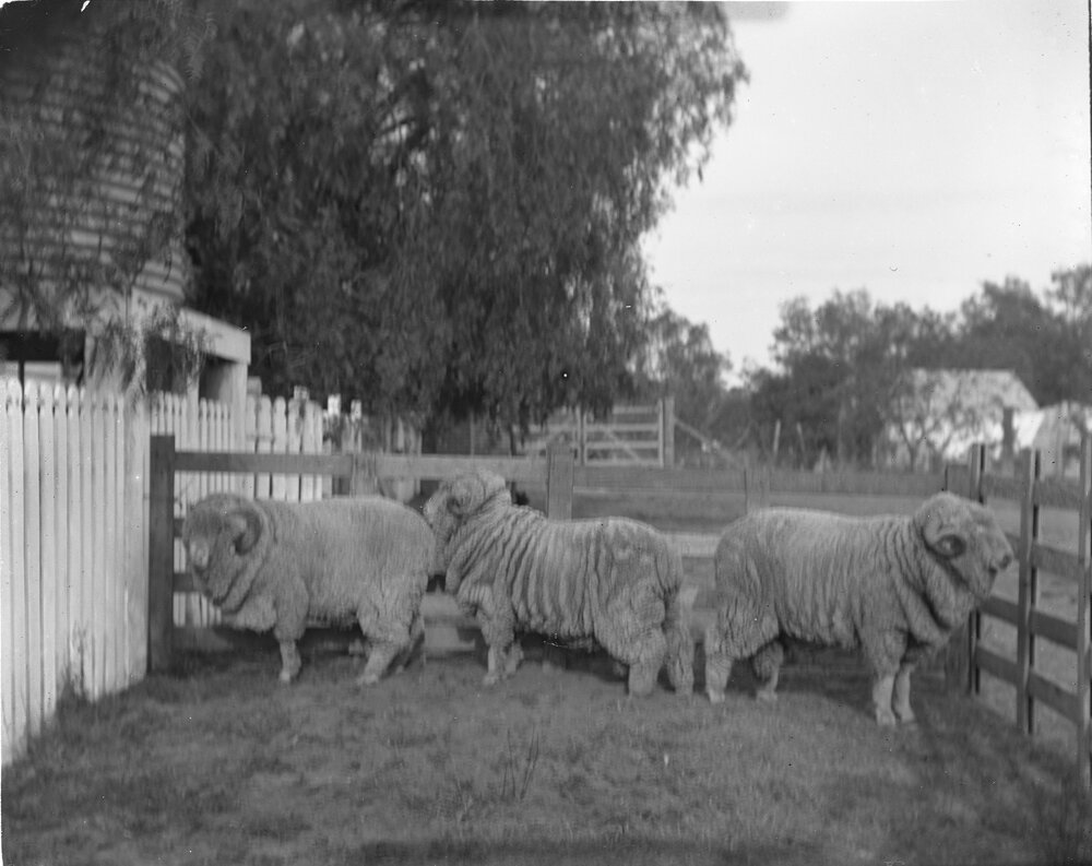 Stud Hog Rams 335, 320, 334