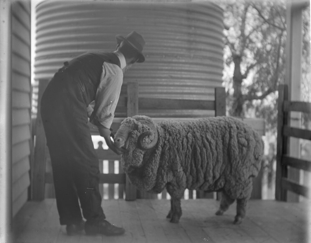 Stud Ram 290 held by [Belcher?]