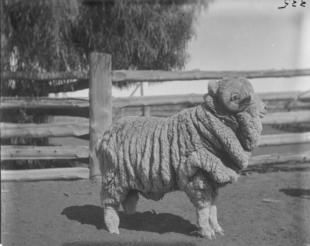 Stud Ram 335, August 1906