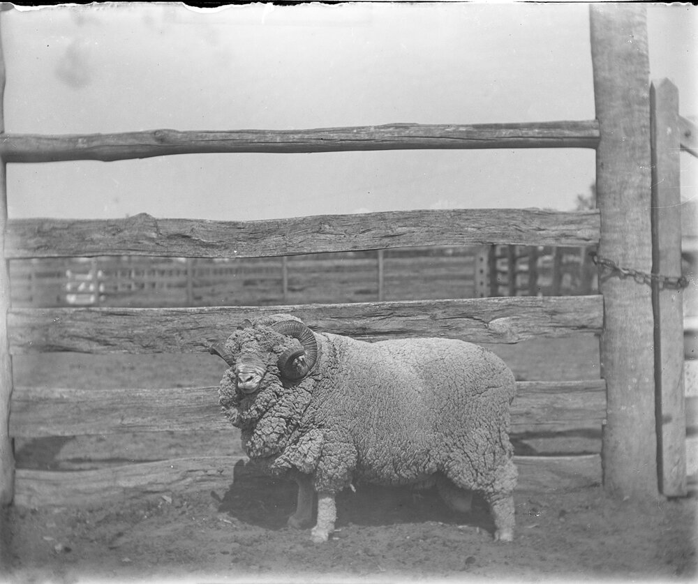 3rd Stud Ram 189
