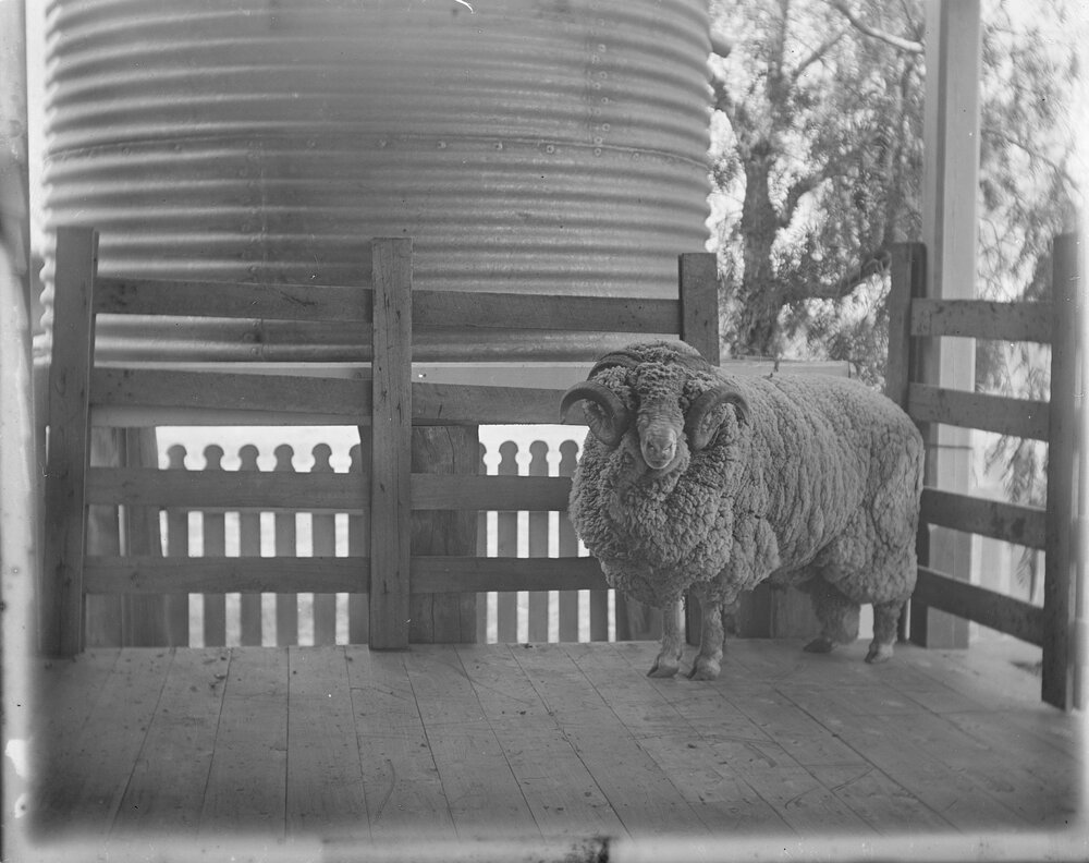 Stud Ram 181, 1905
