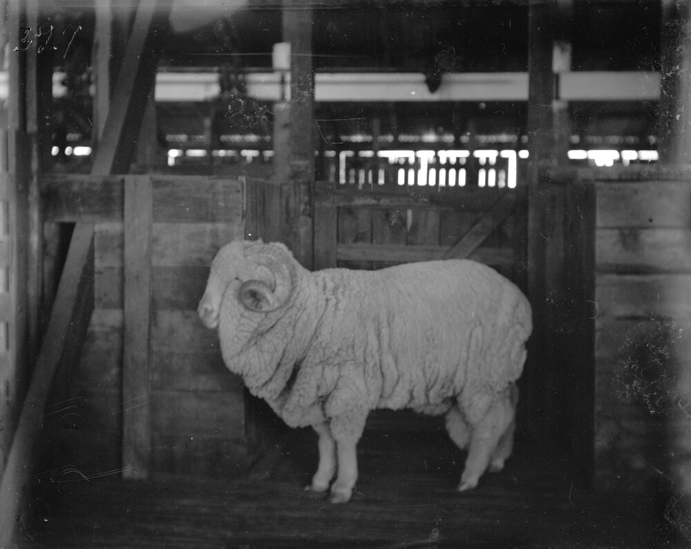 Stud Ram 32, 1906