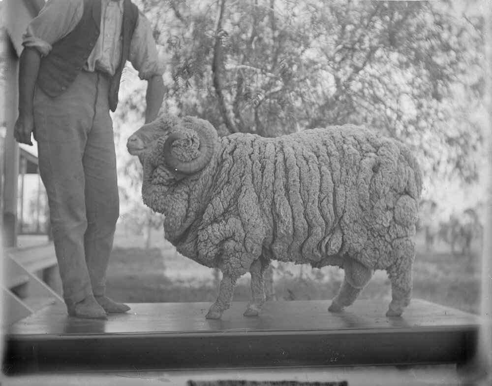Stud Ram 290, held by "Mick"
