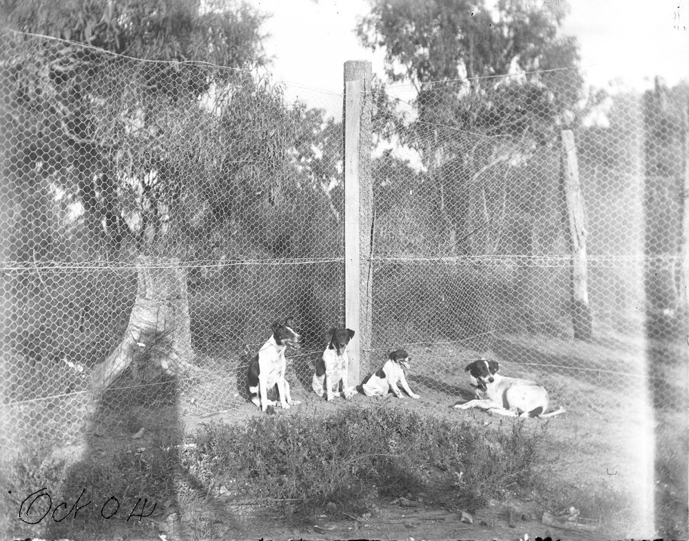 Four dogs sitting near a fence