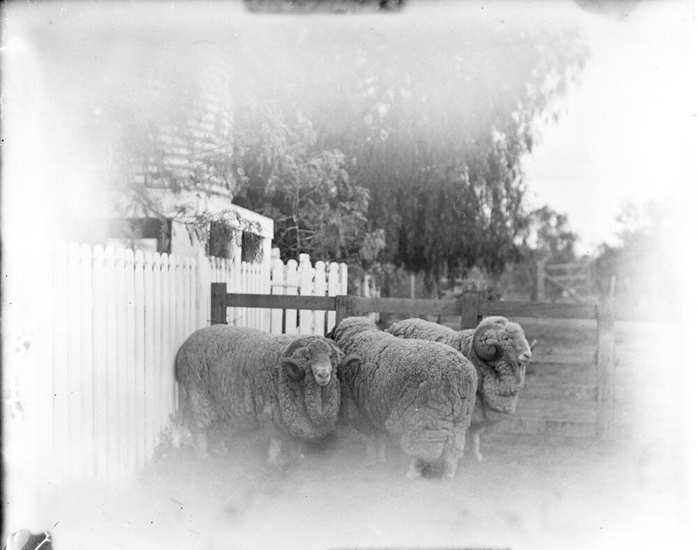 Stud Rams 176, 181, 290