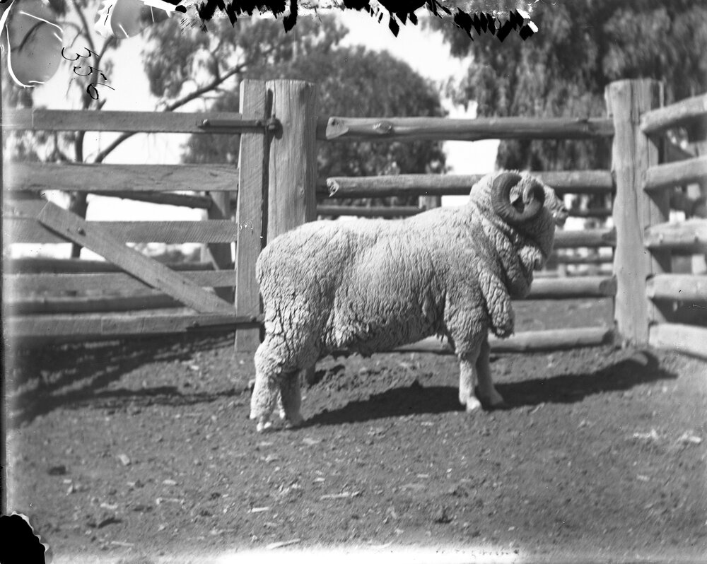 Stud Ram 356, August 1906