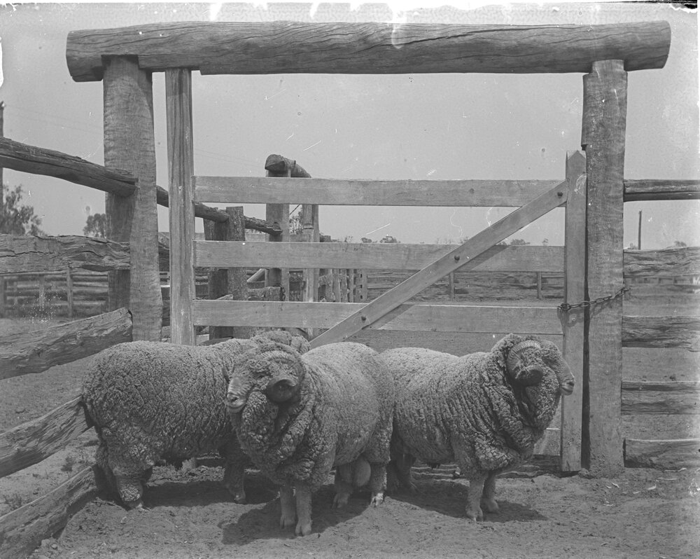 3rd Stud Rams
