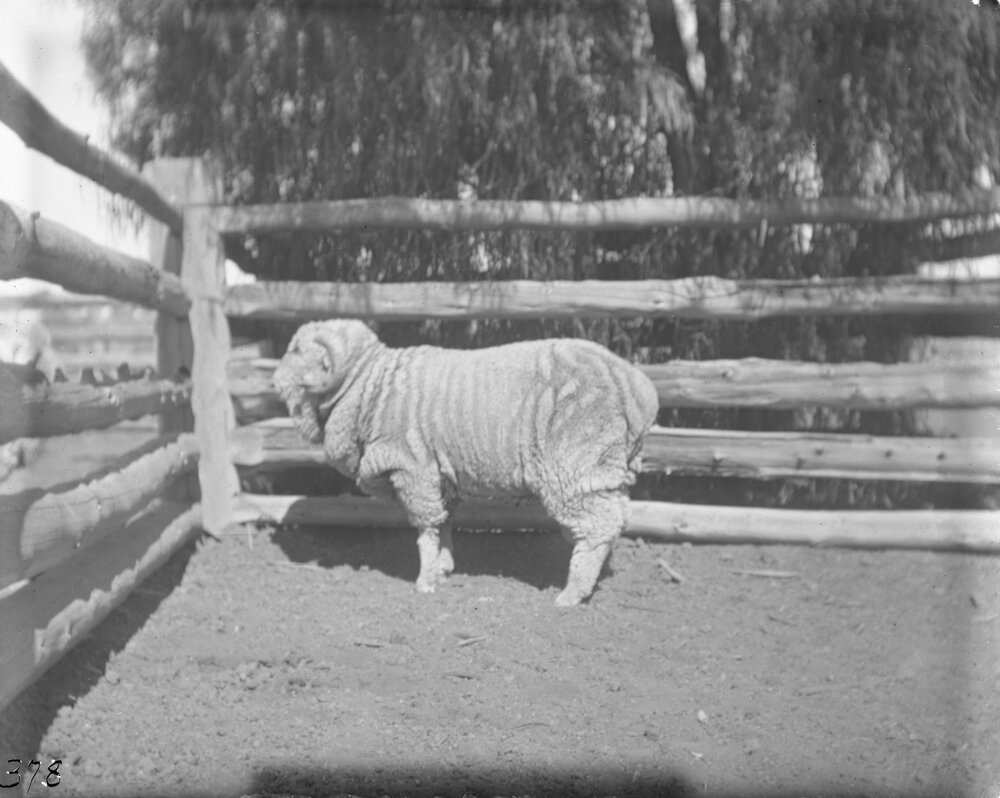 Stud H. R 378, 1906