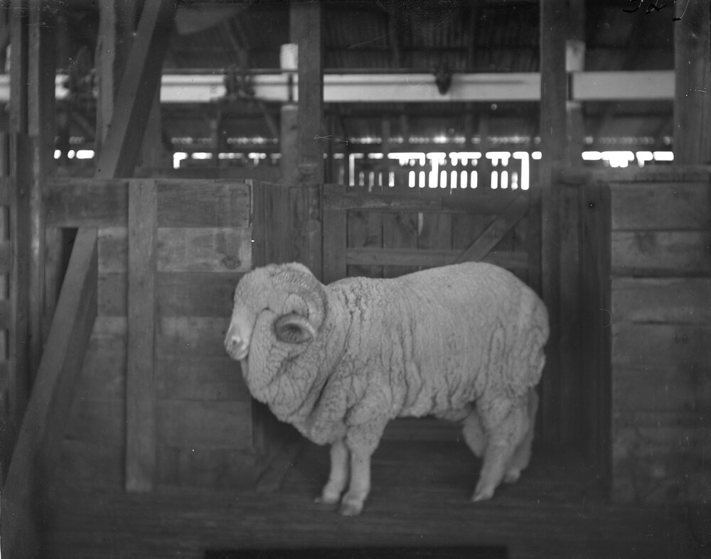 Stud Ram 327, 1906
