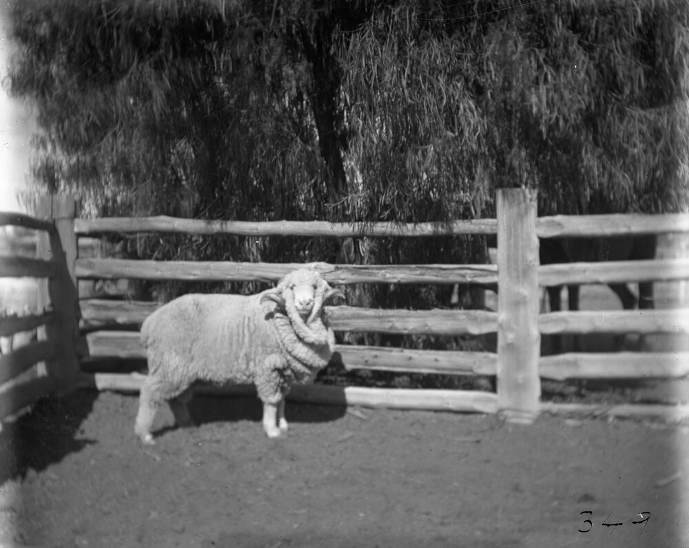 Stud Ram 349, 1906
