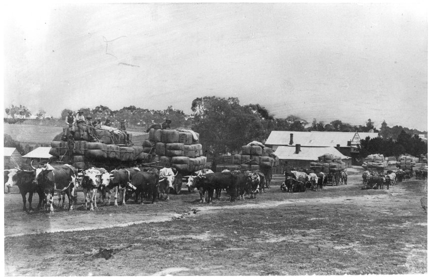Loaded bullock teams in Salisbury Street, Uralla, with P. McAlister's store, c. 1900