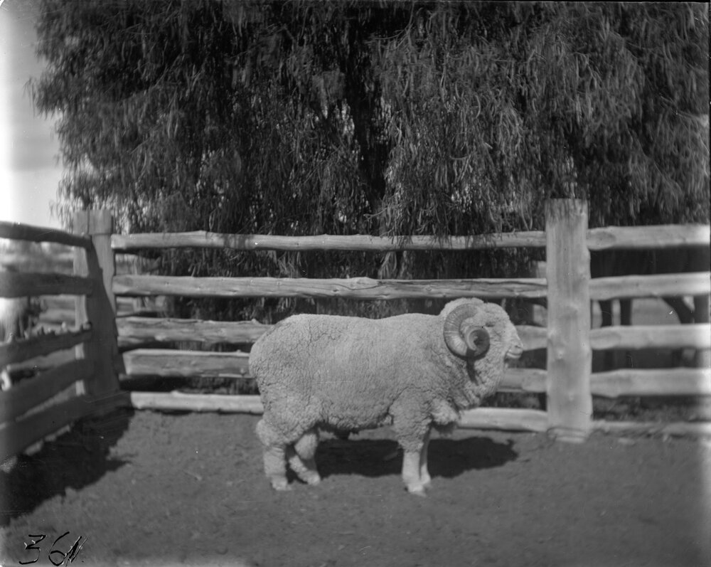 Stud Ram 361, 1906