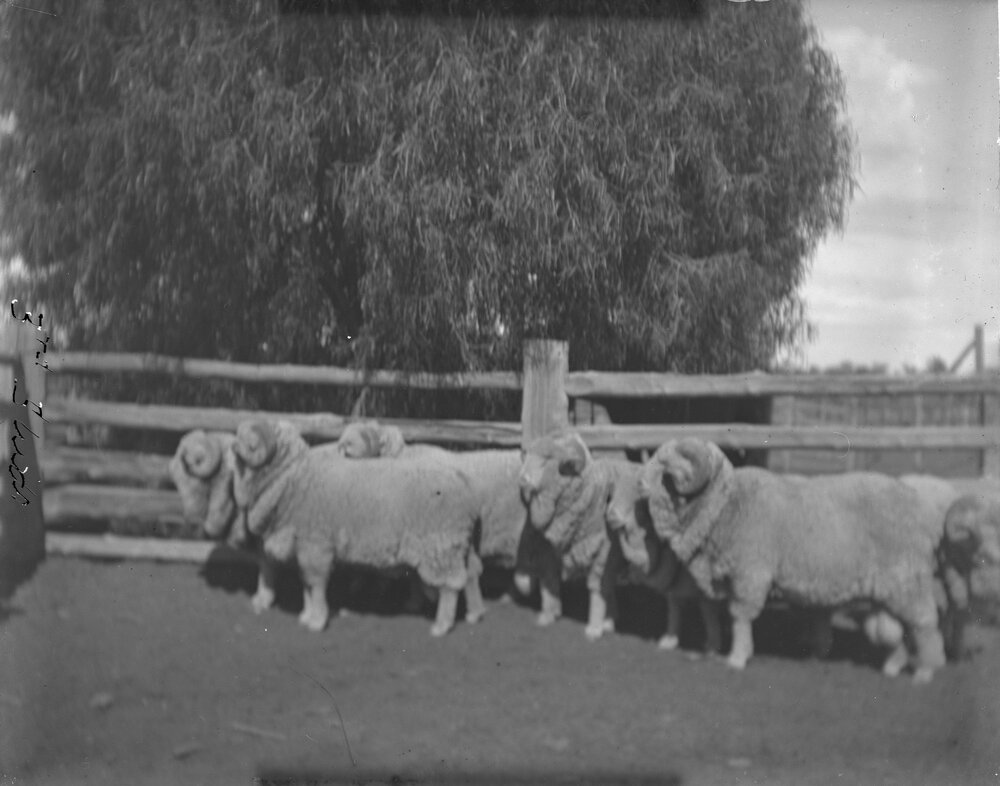 Group of 3rd Stud Rams, 1906