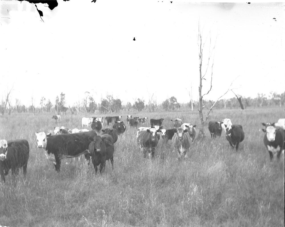 Cattle [c.1900-1914]