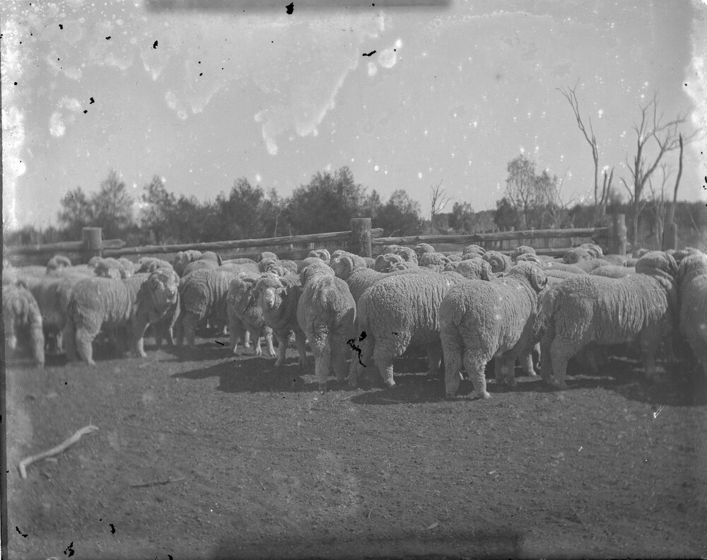 Flock of ram hoggets, 1906