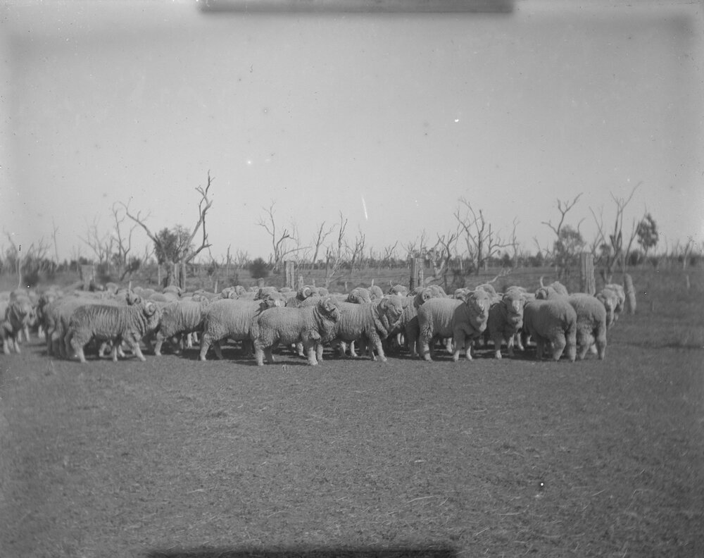 Sale rams and hoggets, 1906